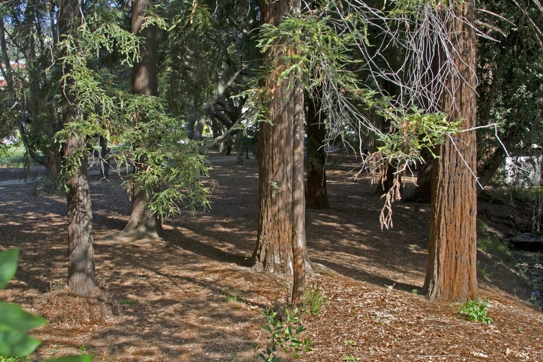 313-6554 Redwood Grove.jpg